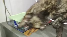 Cats play phone cables that are being recharged