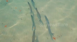 Drone footage of tarpon swimming in clear waters off Miami Beach