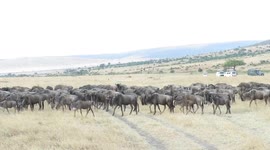 The Great Migration at Masai Mara - Live capture of crocodile hunting wildebeest