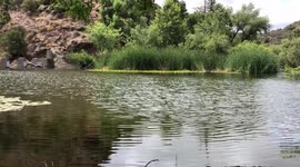 Beautiful serene setting on the water at Malibu Creek State Park