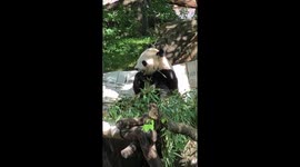 Panda eats bamboo