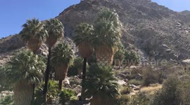 Joshua Tree Oasis