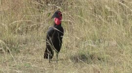 Exotic Birds of Masai Mara, Amboseli and Naivasha - Kenya