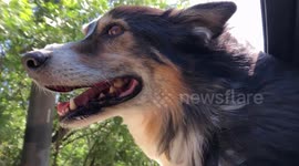 Grady, the Australian Shepherd, sticks his head out  of the window on car ride