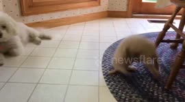 Agile kitty does perfect front flip as dog looks on nonchalantly