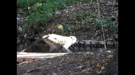 Male monkey joins female for romantic afternoon swim