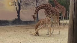 Giraffe Yoga with Malaï and friends zoo visit 3rd May 2018 Zoo de La Fleche, girafon