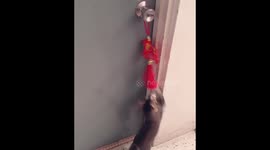 Cute kitten practicing his catching skills
