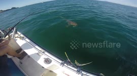 Brit tourists in NZ shocked after shark steals fish - and takes a massive bite