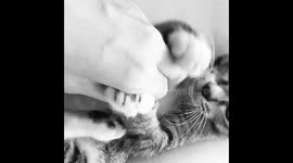 All you need is love...and a cat.