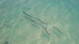 Drone camera films school of tarpon swimming in clear waters off Miami Beach
