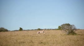 Cheetah walking through grassland scanning for prey