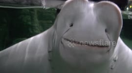 Cownose Rays appear to smile at the camera