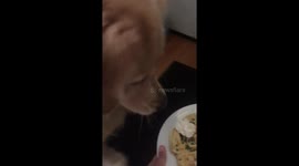 Golden Retriever Gets a Birthday Waffle