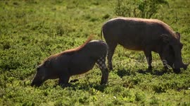 Young warthogs, grazing and cleaning each other
