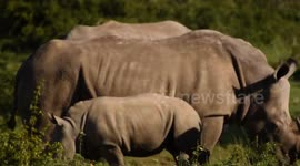Close up of White rhino mother and baby
