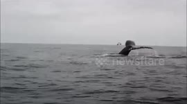Humpack whale kayak encounter - Moss Landing, CA - 17June2018