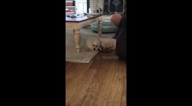 Cone of shame dog
