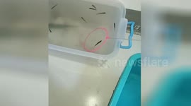 Fish plays dead after being scooped up in net