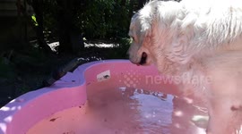 Dog tries to keep cool in the pool but hates the water in her face