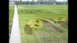Giant pandas carved out of rice field in China's Sichuan Province