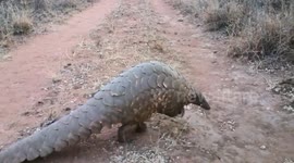 Tourists in South Africa encounter a rare pangolin during walking safari