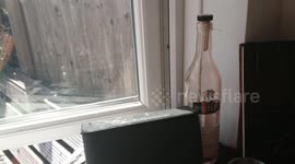 Bird Trapped In Kitchen - Defecates Over Kitchen - Bird vs Glass
