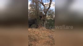 Who needs a bulldozer when you can get an elephant to knock down a tree?