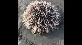 Oddly satisfying footage of a sea urchin moving its spines on Florida beach
