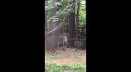Acrobatic squirrel