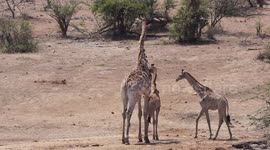 Mother Giraffe and Two Babies
