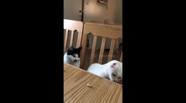 Cats joining us for breakfast