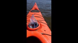 Alabama Kayak Dolphin encounter