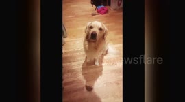 Newsflare Edit - The Pringles Dog Challenge!