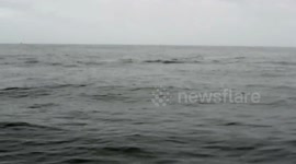 Humpback whale kayak encounter (HD)- Moss Landing, CA - 17June2018