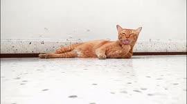 Cat grooming at super speed
