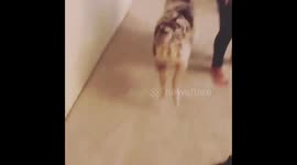 https://www.newsflare.com/video/215061/animals/cat-tries-to-fit-entire-door-knob-into-her-mouth
