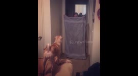 Dog really freaks out at 'What the Fluff' challenge