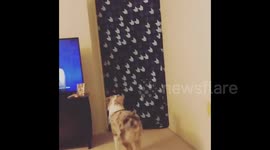 Dog goes on frantic search for owner during #whatthefluff challenge