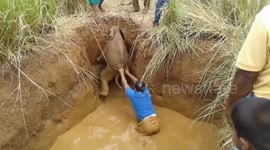 Adorable baby elephant rescued from well in Sri Lanka