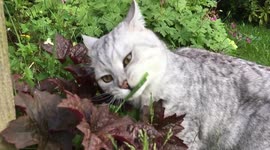 Cat eating grass in slow motion