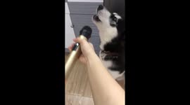 The dog likes to sing with the microphone