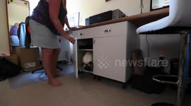 Titan the Pug Pup - bring your dog to work day #1