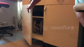 Titan the Pug Puppy - bring your dog to work day #2