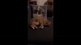 Dreaming cat caught sprinting in her sleep