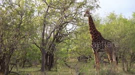 Giraffe Stands Still