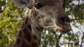 Close Up of Giraffe's Head