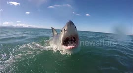 Crazy white shark lunge on GoPro