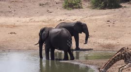 Giraffe has a Drink at Watering Hole with Elephants and Baby