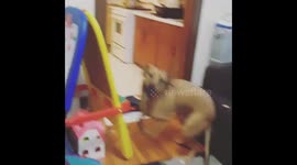Viral #whatthefluff challenge gives dog a scare – and a case of the zoomies